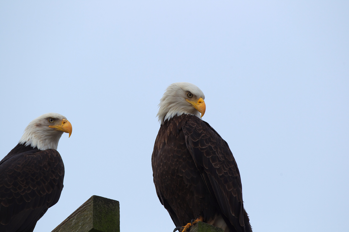 バンクーバー　ハクトウワシ（Bald Eagl）_d0013455_17114821.jpg