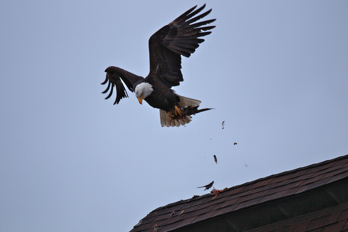 バンクーバー　ハクトウワシ（Bald Eagl）_d0013455_1716575.jpg