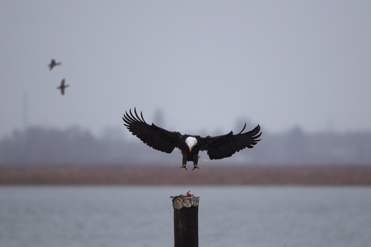 バンクーバー　ハクトウワシ（Bald Eagl）_d0013455_17181064.jpg