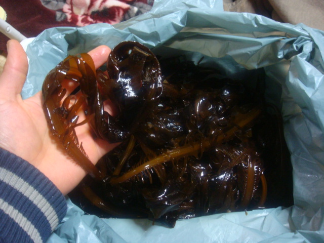 c0074157_919139.jpg