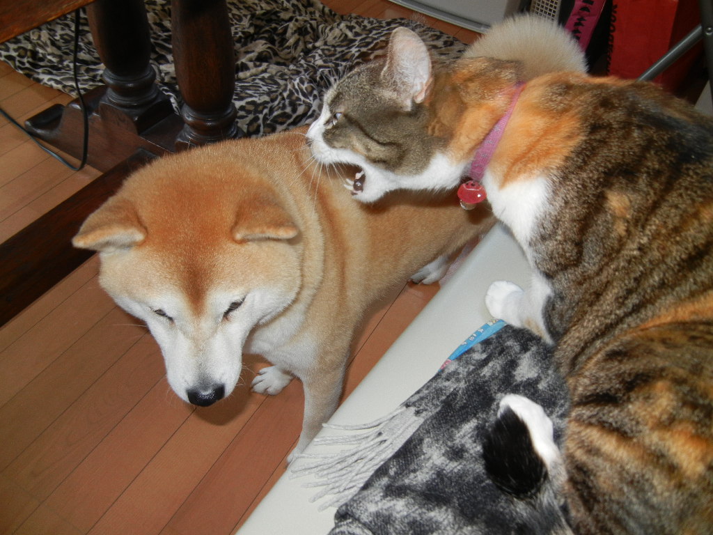 2012年2月23日(木)雨の日には何しているの?_f0060461_20522175.jpg