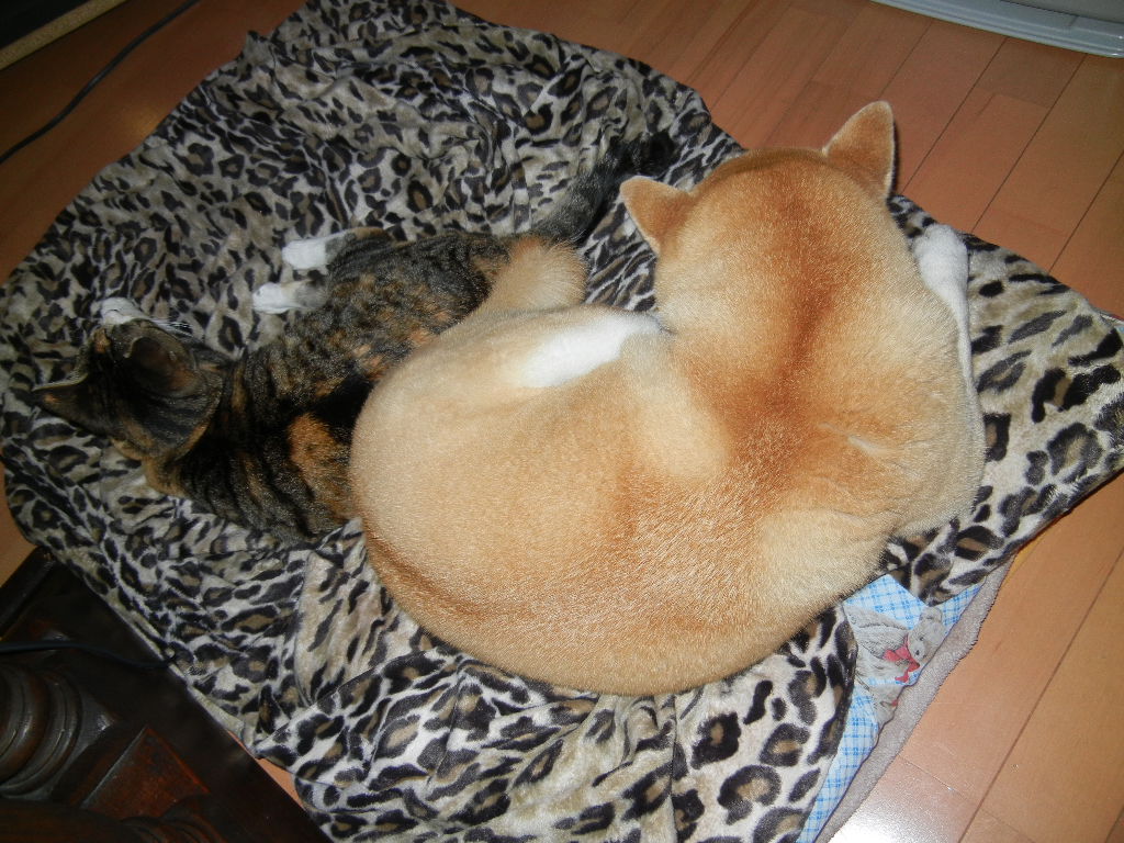 2012年2月23日(木)雨の日には何しているの?_f0060461_2055243.jpg