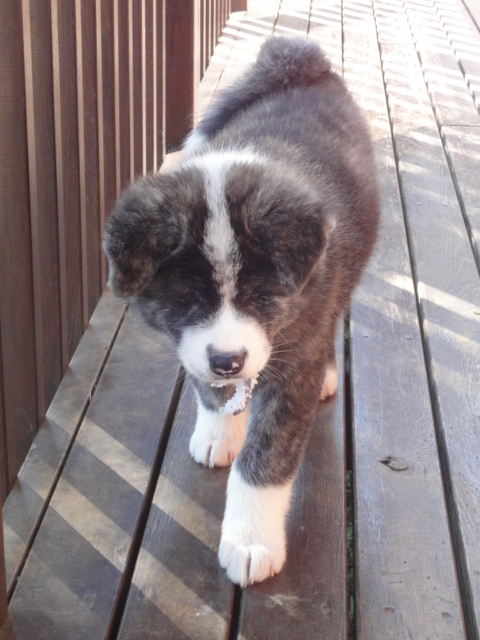 秋田犬シロの甥っ子、姪っ子_b0124462_5111934.jpg