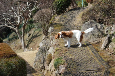 伊豆マウンテンドッグラン　２／１９　晴れ_e0114977_11530.jpg