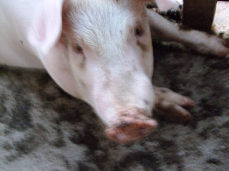 内澤旬子 飼い喰い 毎日が幸せ食堂 シェフにナイショでブログ始めました 内澤旬子 飼い喰い 毎日が幸せ食堂 シェフにナイショでブログ始めました