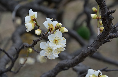 大阪城公園　梅の花　_c0229483_20331950.jpg