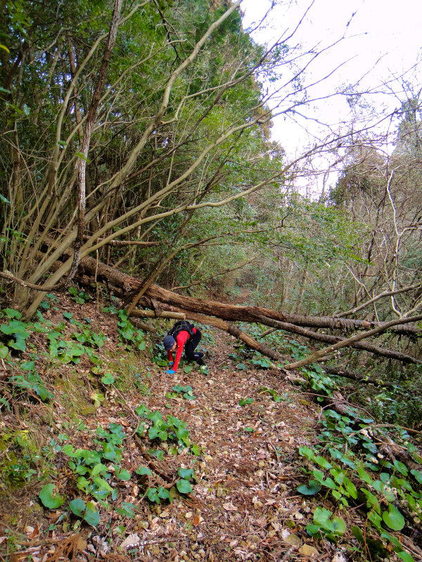 2012/02/14-17 South West 四国 Trip Day.4 八丁山、五在所ノ峯 _b0220886_18234129.jpg