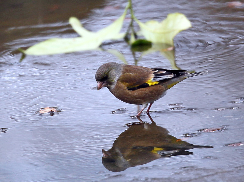 樹の中で「フクロウ」・水場に「カワラヒワ」♪_d0195897_14385179.jpg