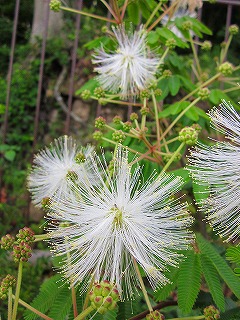 d0172010_20111631.jpg