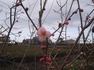 春が来たかな?_e0238112_1531301.jpg