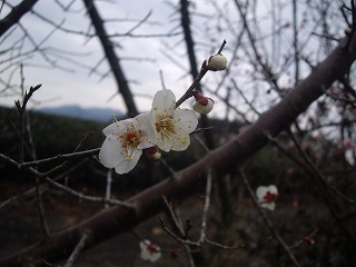 春が来たかな?_e0238112_153351.jpg