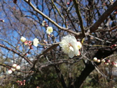 目久尻川にやっと春の気配。_d0252115_1183122.jpg