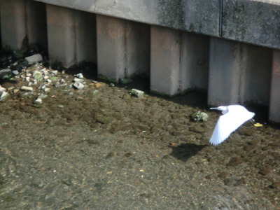 目久尻川にやっと春の気配。_d0252115_14513986.jpg