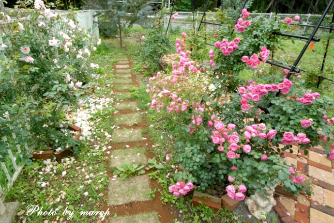 北のお庭の薔薇のトンネル と 横の小径♪♪_e0160417_12424677.jpg