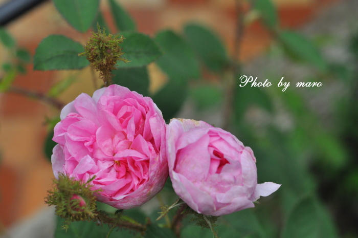 北のお庭の薔薇のトンネル と 横の小径♪♪_e0160417_1325182.jpg