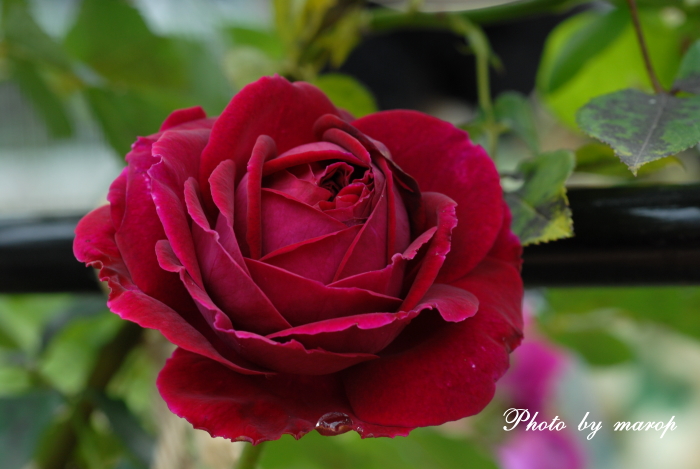 北のお庭の薔薇のトンネル と 横の小径♪♪_e0160417_139136.jpg