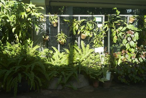植物園_b0212922_19463541.jpg