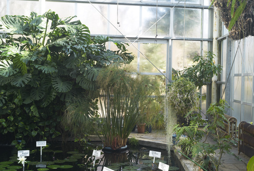 植物園_b0212922_19465123.jpg