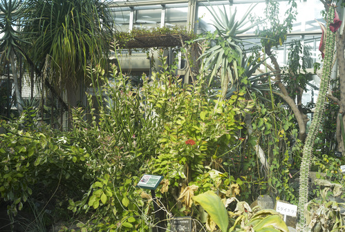 植物園_b0212922_19471285.jpg