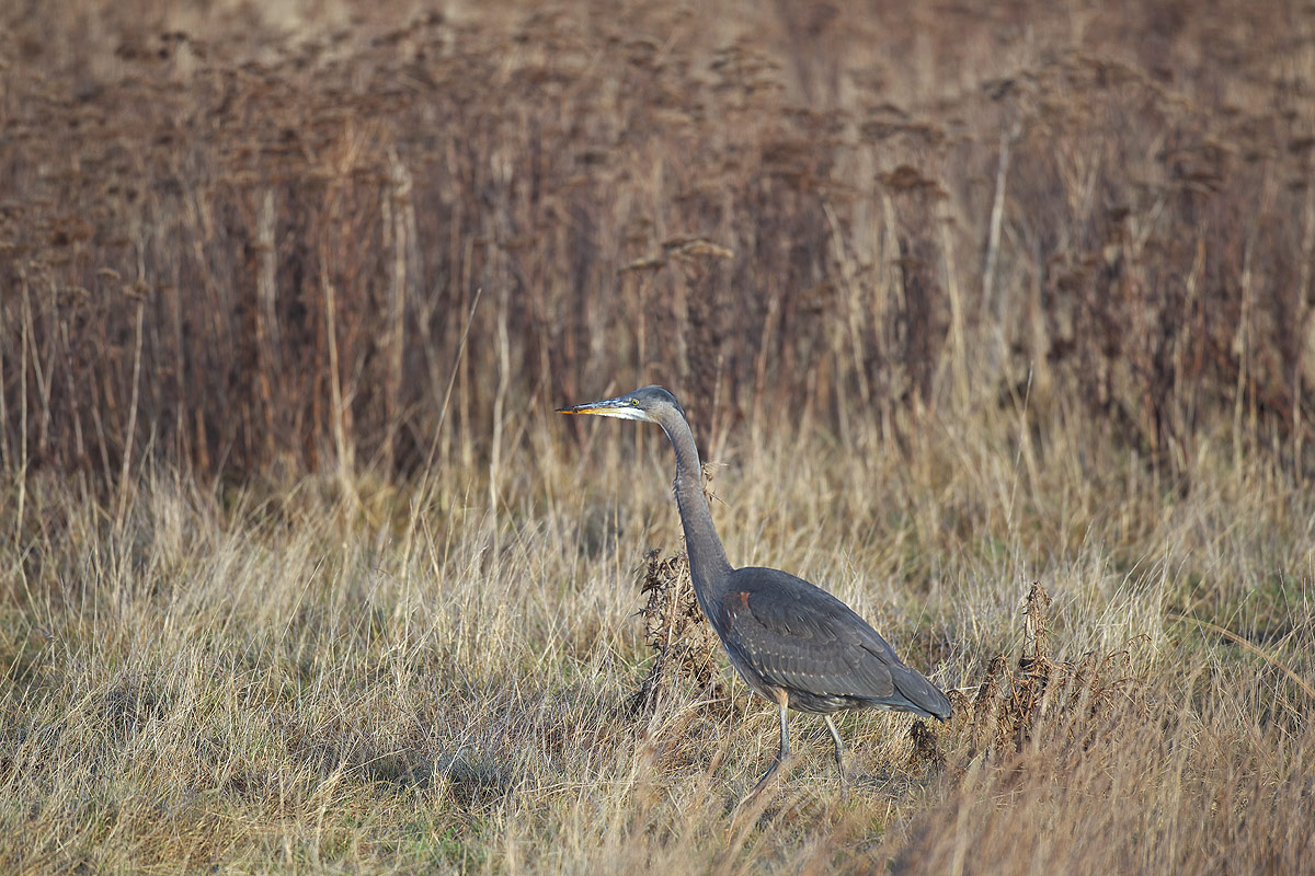 オオアオサギ（Great Blue Heron)_d0013455_11492790.jpg