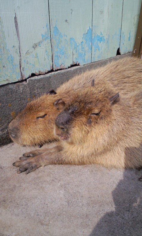 最終回。おもしろかわいいどう動物達と遊ぼう！_f0082659_9502840.jpg