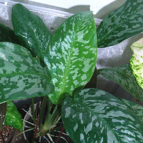 d0249970_28325.jpg