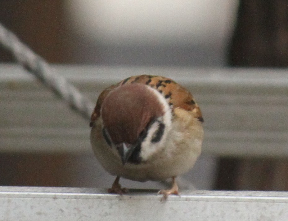 e0197884_848240.jpg