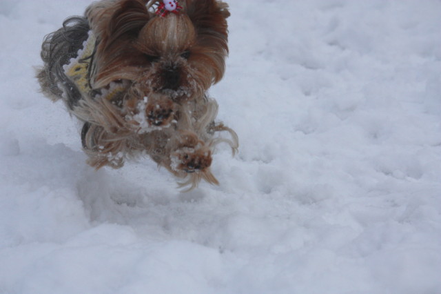 雪のどんぐり村で遊びました♪_e0096888_20295588.jpg