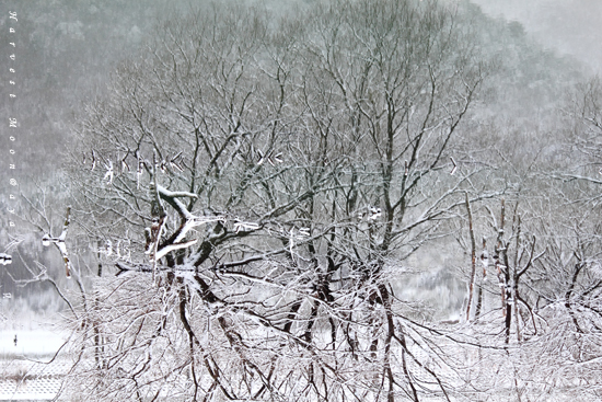 Pieces of Winter~逆さまの世界_b0208495_2320582.jpg