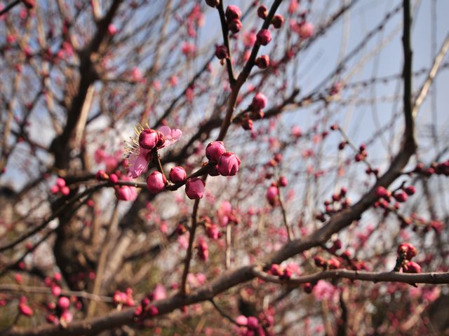 もう、2月も終わり_f0108604_8195899.jpg