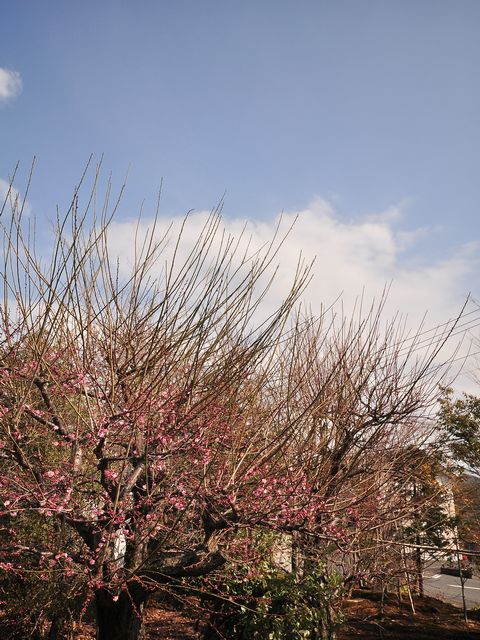 もう、2月も終わり_f0108604_8321495.jpg