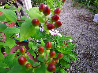 d0172010_202038.jpg