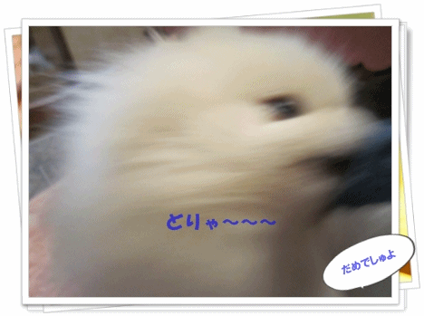 b0167519_16213285.gif