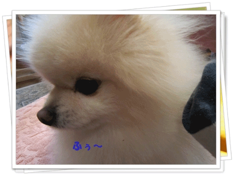 b0167519_16214728.gif