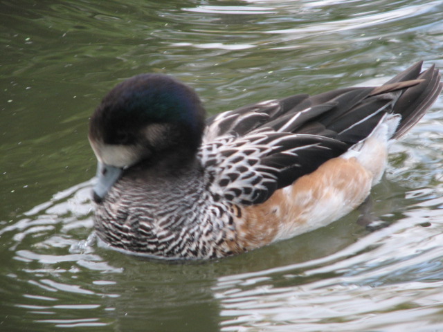 （１２）八景島シーパラダイスの水鳥たち_b0221219_14474866.jpg