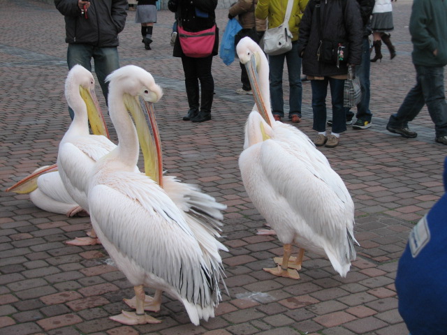 （１２）八景島シーパラダイスの水鳥たち_b0221219_1451363.jpg