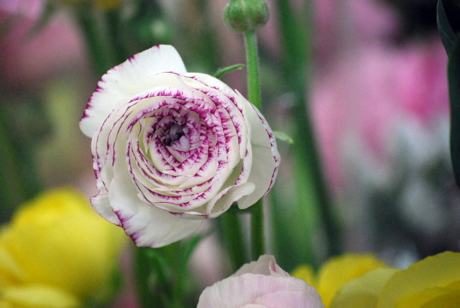 ・・・雪と春の花・・・_f0089945_1631915.jpg