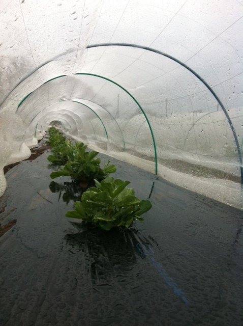 今朝は強い雨が　降り続いて・・・レタス、タイム、セージ、菜の花、からし菜・・収穫しました_c0222448_11521981.jpg