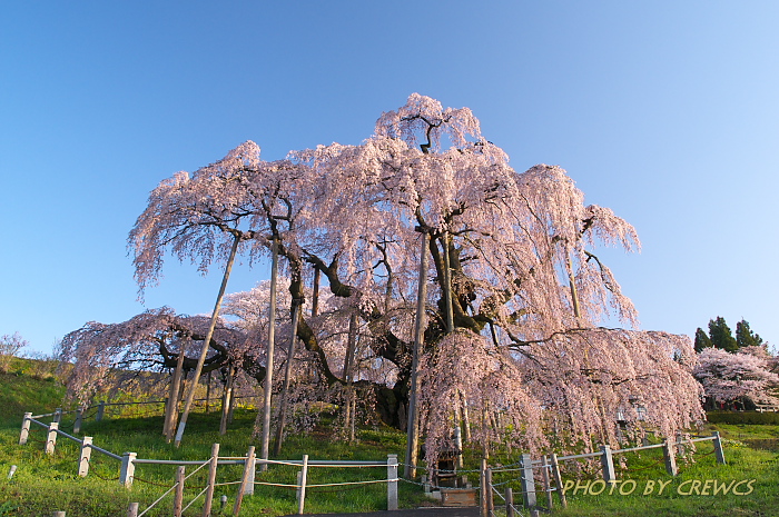 花咲けニッポン_e0056449_13294479.jpg