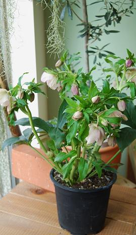 a0201358_0335781.jpg