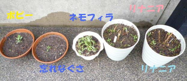 a0241761_1872518.jpg