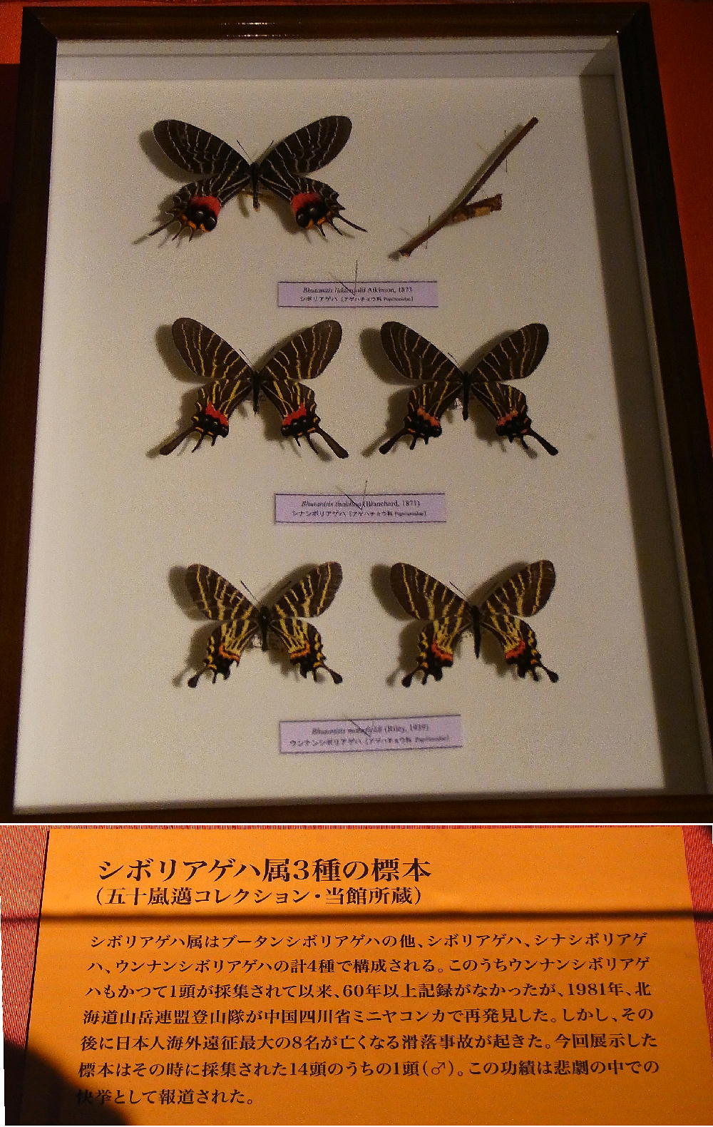 ブータンシボリアゲハ この貫禄はブータンの豊かさの象徴 2012.2