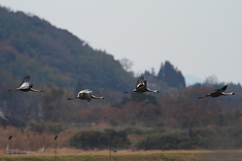 a0052080_20103667.jpg