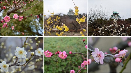 大阪城公園　梅の花　_c0229483_933952.jpg