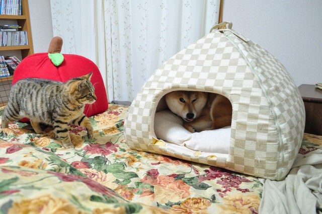恐怖のおにぎりハウス_a0126590_12123254.jpg