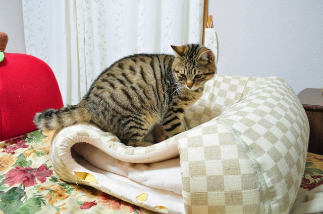 恐怖のおにぎりハウス_a0126590_12445297.jpg