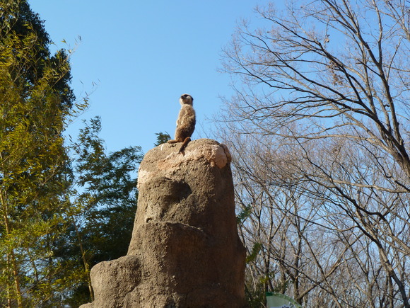 大人の飼育チャレンジ＠SCZ！_d0190294_1234717.jpg