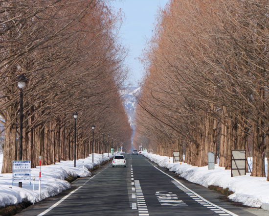 マキノ町　メタセコイヤの道_e0048413_2150528.jpg