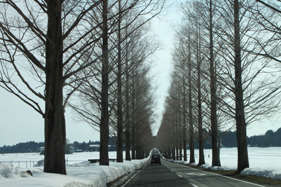 マキノ町 メタセコイヤの道_e0048413_21521811.jpg