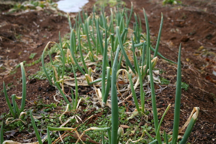 今週の家庭菜園（２０１２年２月２５〜２６日）_a0216817_2142827.jpg